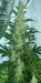 220px-Cannabis_flowering